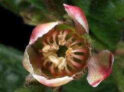 Cotoneaster bullatus: View inside flower.
 Image: D. Glenny © Landcare Research 2017 CC BY 3.0 NZ